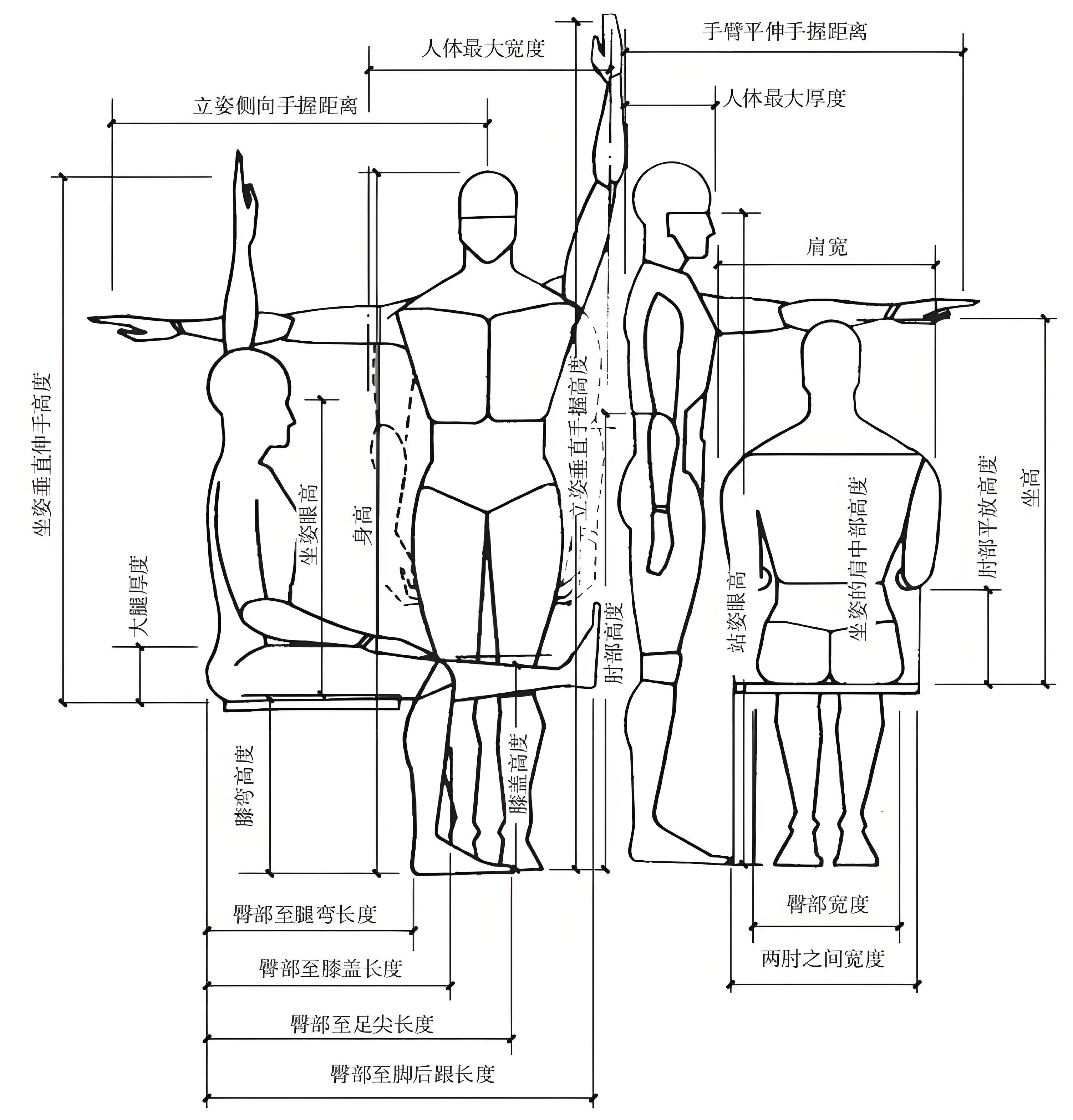 人体尺寸数据查询